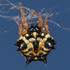 Austracantha minax (Christmas Spider, Jewel Spider) at Mulligans Flat - 28 May 2024 by TimL