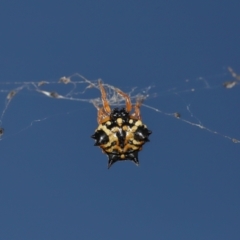 Austracantha minax at Mulligans Flat - 28 May 2024 03:04 PM