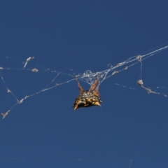 Austracantha minax at Mulligans Flat - 28 May 2024