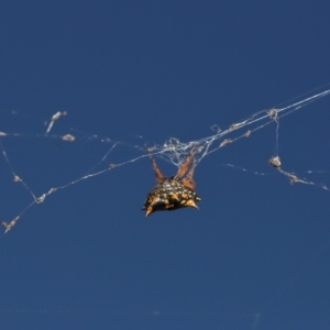 Austracantha minax at Mulligans Flat - 28 May 2024