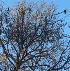 Callocephalon fimbriatum at Curtin, ACT - 29 May 2024