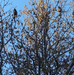 Callocephalon fimbriatum at Curtin, ACT - 29 May 2024