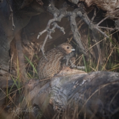 Synoicus ypsilophorus (Brown Quail) at The Pinnacle - 27 May 2024 by Cristy1676