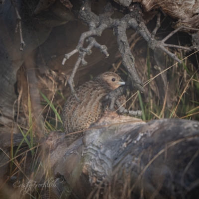 Synoicus ypsilophorus (Brown Quail) at The Pinnacle - 26 May 2024 by Cristy1676