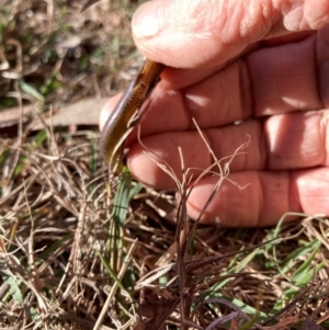 Hemiergis talbingoensis at Flea Bog Flat to Emu Creek Corridor - 28 May 2024