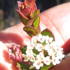 Unidentified Other Shrub at Newnes Plateau, NSW - 13 Jun 2022 by RobParnell