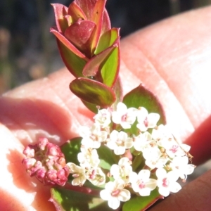 Platysace lanceolata at Newnes Plateau, NSW - 13 Jun 2022 11:49 AM