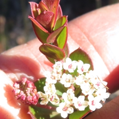 Unidentified Other Shrub at Newnes Plateau, NSW - 13 Jun 2022 by RobParnell