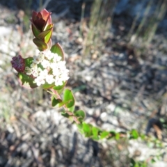 Platysace lanceolata at Newnes Plateau, NSW - 13 Jun 2022 11:49 AM