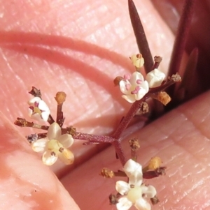 Platysace lanceolata at Newnes Plateau, NSW - 13 Jun 2022 11:49 AM