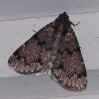 Mormoscopa phricozona (A Herminiid Moth) at Pollinator-friendly garden Conder - 21 Dec 2023 by michaelb
