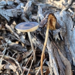 Oudemansiella gigaspora group (Rooting Shank) at Acton, ACT - 28 May 2024 by HarleyB