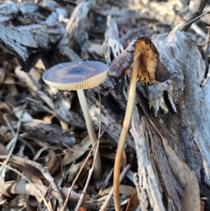 Oudemansiella gigaspora group at Acton, ACT - 28 May 2024