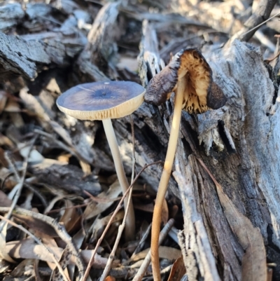 Oudemansiella gigaspora group (Rooting Shank) at Acton, ACT - 28 May 2024 by HarleyB