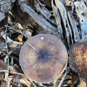 Oudemansiella gigaspora group at Acton, ACT - 28 May 2024