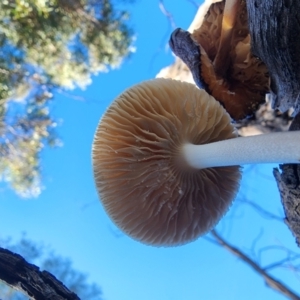 Oudemansiella gigaspora group at Acton, ACT - 28 May 2024