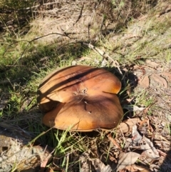 Phlebopus marginatus (Giant Bolete) at ANBG South Annex - 28 May 2024 by HarleyB