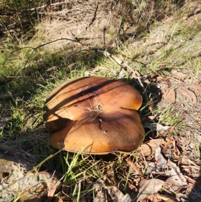 Phlebopus marginatus (Giant Bolete) at ANBG South Annex - 28 May 2024 by HarleyB