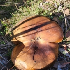 Phlebopus marginatus at ANBG South Annex - 28 May 2024