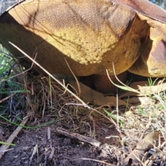 Phlebopus marginatus at ANBG South Annex - 28 May 2024