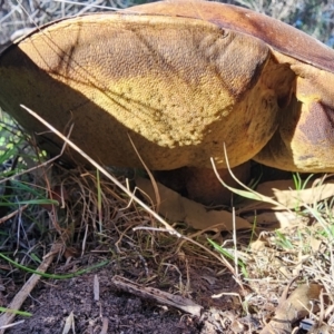 Phlebopus marginatus at ANBG South Annex - 28 May 2024