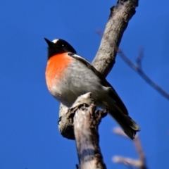 Petroica boodang (Scarlet Robin) at Belconnen, ACT - 29 May 2024 by Thurstan