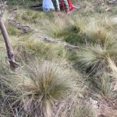 Nassella trichotoma (Serrated Tussock) at Mount Majura - 27 May 2024 by waltraud