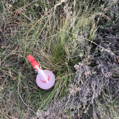 Nassella trichotoma (Serrated Tussock) at The Fair, Watson - 27 May 2024 by waltraud