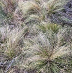 Nassella trichotoma (Serrated Tussock) at Mount Majura - 28 May 2024 by waltraud