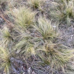 Nassella trichotoma at Mount Majura - 28 May 2024