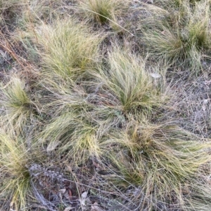 Nassella trichotoma at Mount Majura - 28 May 2024