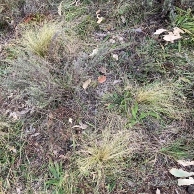 Nassella trichotoma (Serrated Tussock) at Mount Majura - 28 May 2024 by waltraud