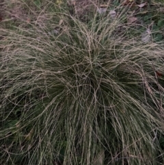 Nassella trichotoma (Serrated Tussock) at Mount Majura - 28 May 2024 by waltraud