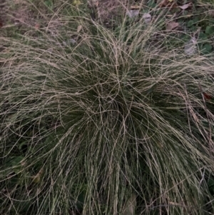 Nassella trichotoma at Mount Majura - 28 May 2024