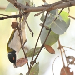 Melithreptus lunatus (White-naped Honeyeater) at Belconnen, ACT - 29 May 2024 by Thurstan