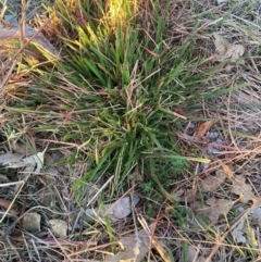 Nassella neesiana (Chilean Needlegrass) at Mount Majura - 27 May 2024 by waltraud