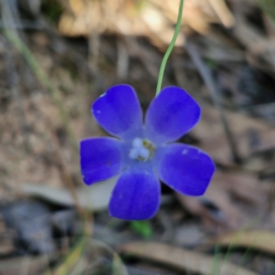 Wahlenbergia sp. (Bluebell) at Rocky Hill War Memorial Park and Bush Reserve, Goulburn - 29 May 2024 by trevorpreston