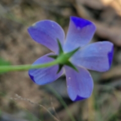 Wahlenbergia sp. at Rocky Hill War Memorial Park and Bush Reserve, Goulburn - 29 May 2024 02:27 PM