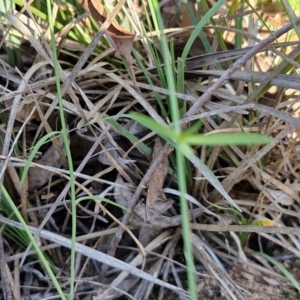 Wahlenbergia sp. at Rocky Hill War Memorial Park and Bush Reserve, Goulburn - 29 May 2024