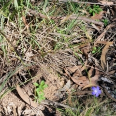 Wahlenbergia sp. at Rocky Hill War Memorial Park and Bush Reserve, Goulburn - 29 May 2024 02:27 PM