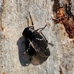 Eurymeloides bicincta (Gumtree hopper) at Rocky Hill War Memorial Park and Bush Reserve, Goulburn - 29 May 2024 by trevorpreston