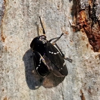 Eurymeloides bicincta (Gumtree hopper) at Goulburn, NSW - 29 May 2024 by trevorpreston