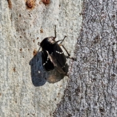 Eurymeloides bicincta at Rocky Hill War Memorial Park and Bush Reserve, Goulburn - 29 May 2024 02:26 PM