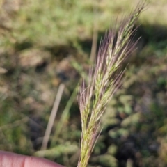 Dichelachne sp. (Plume Grasses) at Rocky Hill War Memorial Park and Bush Reserve, Goulburn - 29 May 2024 by trevorpreston