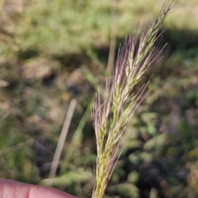 Dichelachne sp. (Plume Grasses) at Rocky Hill War Memorial Park and Bush Reserve, Goulburn - 29 May 2024 by trevorpreston