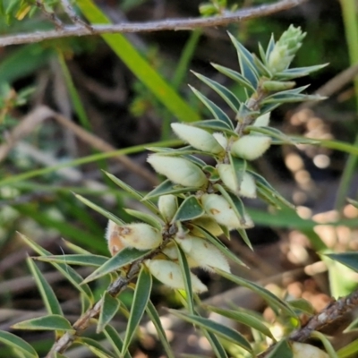 Melichrus urceolatus (Urn Heath) at Rocky Hill War Memorial Park and Bush Reserve, Goulburn - 29 May 2024 by trevorpreston