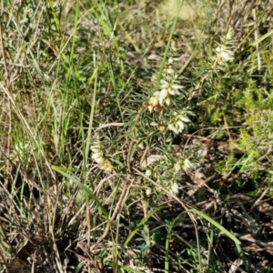 Melichrus urceolatus at Rocky Hill War Memorial Park and Bush Reserve, Goulburn - 29 May 2024