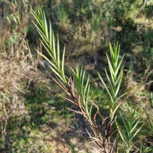 Stypandra glauca (Nodding Blue Lily) at Rocky Hill War Memorial Park and Bush Reserve, Goulburn by trevorpreston