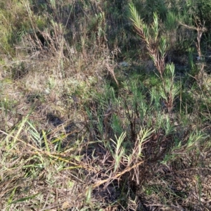 Stypandra glauca at Rocky Hill War Memorial Park and Bush Reserve, Goulburn - 29 May 2024