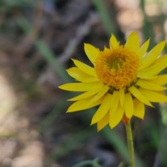 Xerochrysum viscosum (Sticky Everlasting) at Rocky Hill War Memorial Park and Bush Reserve, Goulburn - 29 May 2024 by trevorpreston